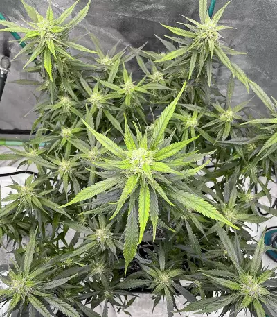 Strawberry Gorilla Auto cannabis strain