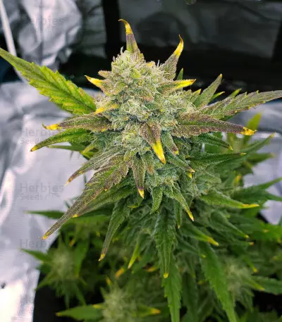 Sweet Gelato Auto Seeds