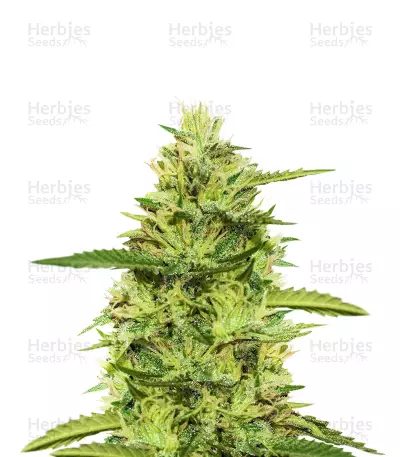 Top 44 feminized seeds (Kera Seeds)