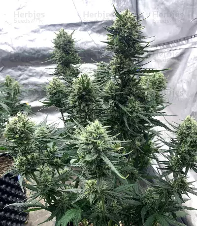 Tropicana Cookies Auto Seeds
