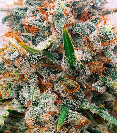 Chemdog Autoflower (Herbies Seeds)