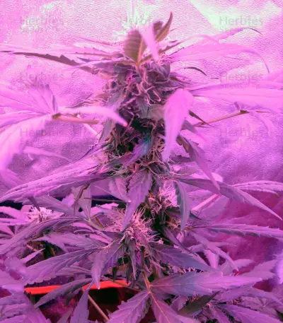 Green-O-Matic Auto Seeds