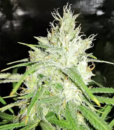 Amnesia Seeds (Seedstockers)