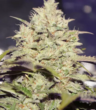 Auto Do-Si-Dos Cookies (00 Seeds)