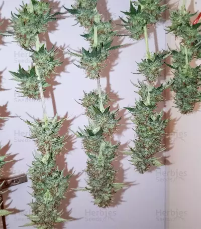Berry Bomb feminized seeds