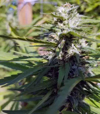 Blue OG cannabis strain