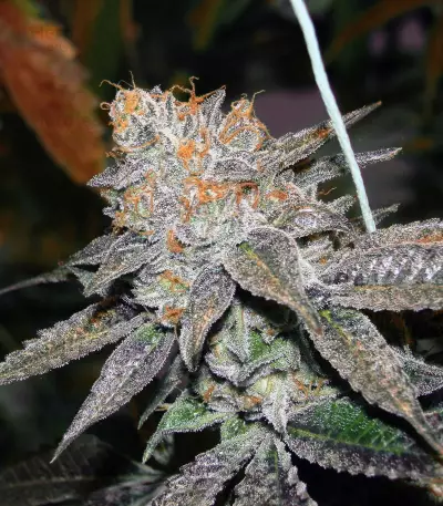 Brain Cake feminized seeds
