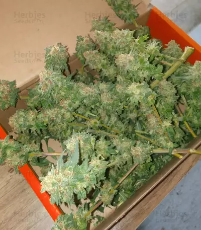 Bruce Banner #3 Fast strain