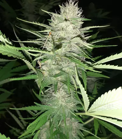 Chemdawg Seeds (Humboldt Seeds Organization)