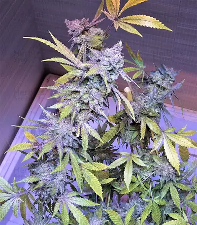 Cinderella XX (Brothers Grimm Seeds)