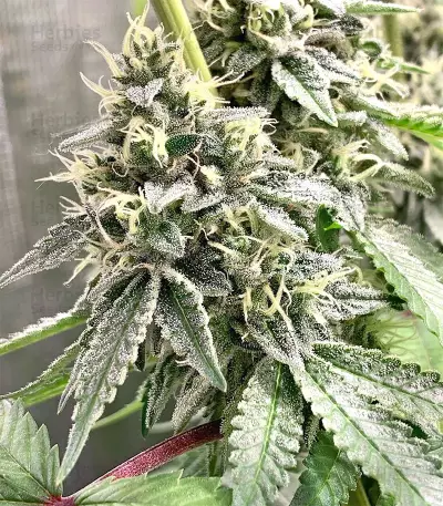 Dark Ghost Train Seeds