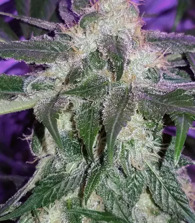 Girl Scout Cookies Seeds (Blimburn Seeds)