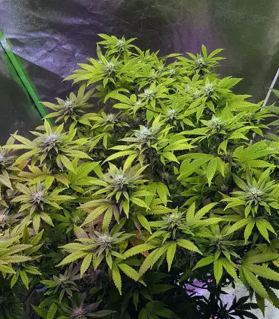 Headstash Seeds