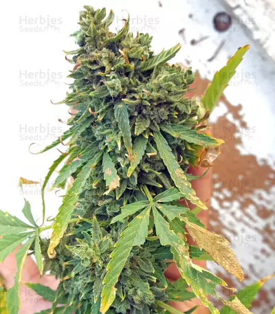 Hindu Kush feminized seeds