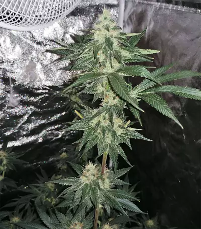 King Kong Seeds