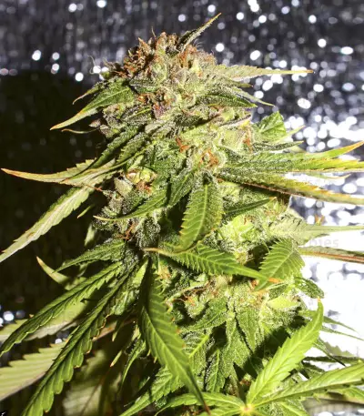 Graines de cannabis LA Confidential (DNA Genetics)