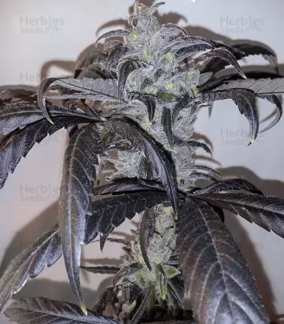 La Diva Auto Seeds