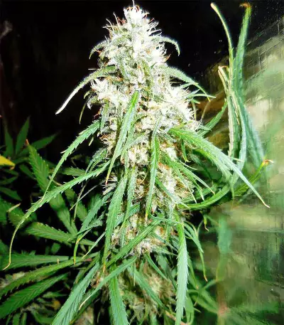 Malawi Breeders Pack Seeds