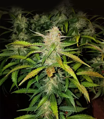 Mexican Sativa Seeds