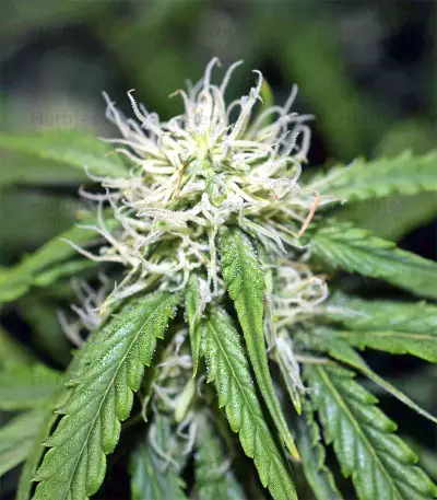 Mix Pack Seeds (Seedstockers)