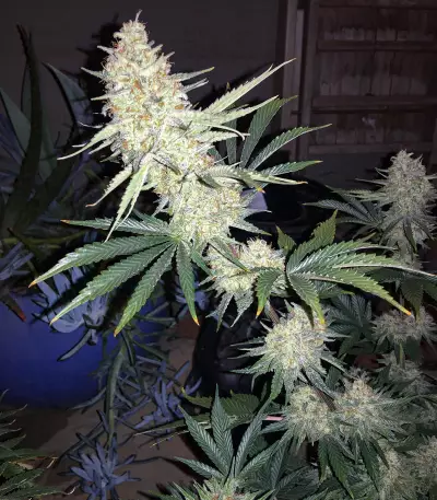 Pennywise regular (TGA Subcool Seeds / SubCool’s The Dank)