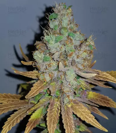 Purple Queen strain