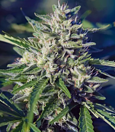 Royal Cookies Automatic feminized seeds