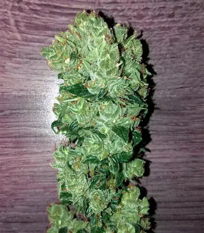 Ruderalis Skunk regular (Sensi Seeds)