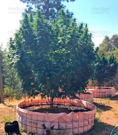 Sapphire OG (Humboldt Seeds Organization)