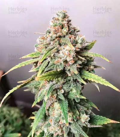 Skunk XL Seeds