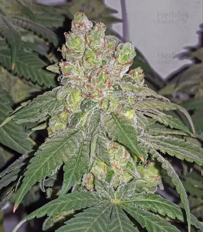Sour Diesel (Reserva Privada)