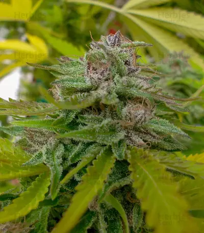 Sticky Fingers feminized seeds