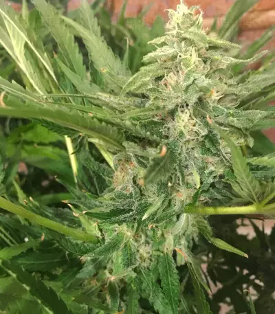 Sementes Feminizadas de Sugar Black Rose Early Version (Delicious Seeds)