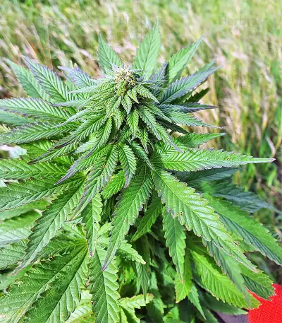 Super Skunk Autoflower (Seedstockers)