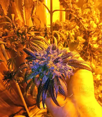 Tikal Seeds - Cannabis Strain Seeds for Sale