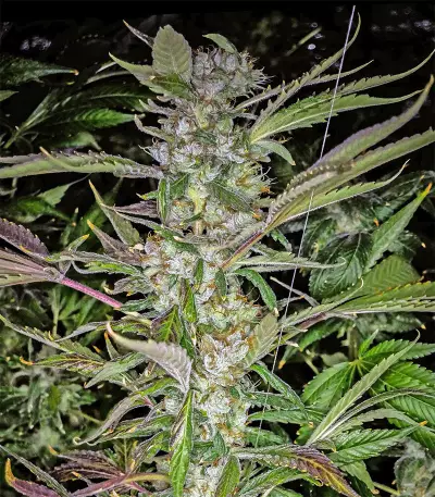 U - Pink Kush feminized seeds