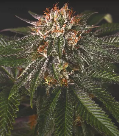 Velvet Octane feminized seeds