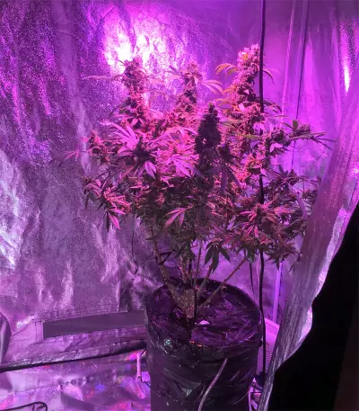 Violeta feminized seeds