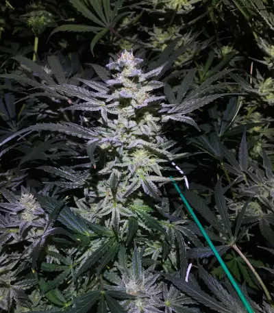 White Diesel Haze Automatic feminized seeds