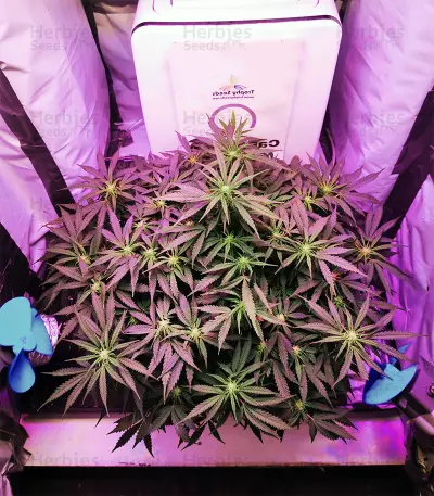 Graines de cannabis White Lavender (G13 Labs)