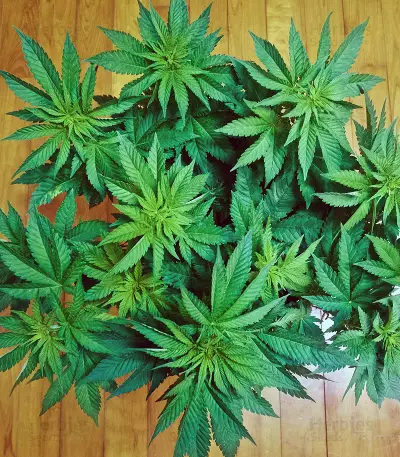 Semi femminizzati di White Widow (Big Head Seeds)