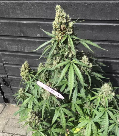 AK420 Autoflower strain