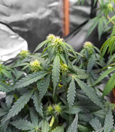 Auto #1 feminized seeds