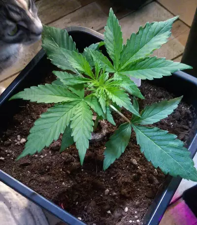 Big Bud Autoflower strain