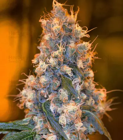 Semi femminizzati Blue Fire