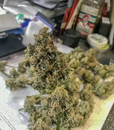 Bruce Banner Seeds (Flavour Chasers Seeds)