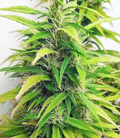 buy cbd lemon aid original sensible seeds