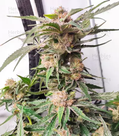 Graines de cannabis Critical Daddy (BlimBurn Seeds)
