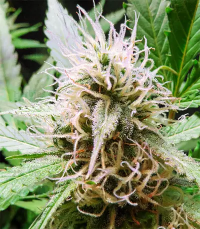 Critical Sour Seeds