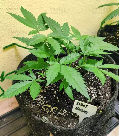 DDoS #33 Seeds (Herbies Seeds)